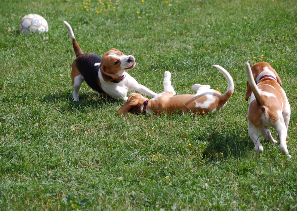 #1. Beagles